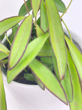 Load image into Gallery viewer, Bumble Plants Hoya Wayetii