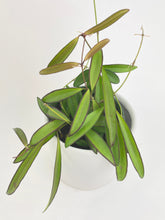 Load image into Gallery viewer, Bumble Plants Hoya Wayetii
