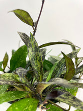 Load image into Gallery viewer, Bumble Plants Hoya Lacunosa 'Royal Flush'