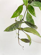 Load image into Gallery viewer, Bumble Plants Hoya Lacunosa 'Royal Flush'