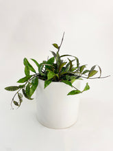 Load image into Gallery viewer, Bumble Plants Hoya Lacunosa 'Royal Flush'