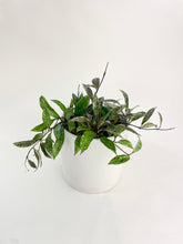 Load image into Gallery viewer, Bumble Plants Hoya Lacunosa 'Royal Flush'