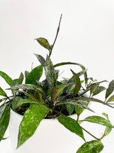 Load image into Gallery viewer, Bumble Plants Hoya Lacunosa 'Royal Flush'