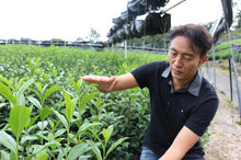 Load image into Gallery viewer, ASAHI MATCHA. Single Cultivar. Smooth and Delicate.