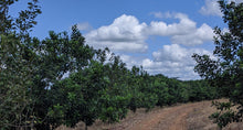 Load image into Gallery viewer, Macadamia.US 1,000,000 Macadamia Tree Planting Project