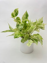 Load image into Gallery viewer, Bumble Plants Marble Queen Snow White Pothos