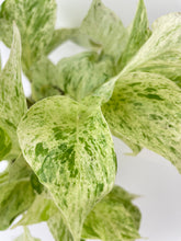 Load image into Gallery viewer, Bumble Plants Marble Queen Snow White Pothos