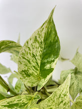 Load image into Gallery viewer, Bumble Plants Marble Queen Snow White Pothos