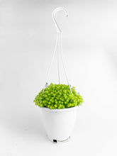 Load image into Gallery viewer, Bumble Plants Sedum Japonicum 'Tokyo Sun' (Tokyo Sun Stonecrop)