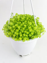 Load image into Gallery viewer, Bumble Plants Sedum Japonicum 'Tokyo Sun' (Tokyo Sun Stonecrop)