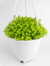 Load image into Gallery viewer, Bumble Plants Sedum Japonicum 'Tokyo Sun' (Tokyo Sun Stonecrop)