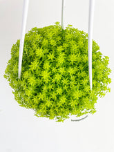 Load image into Gallery viewer, Bumble Plants Sedum Japonicum 'Tokyo Sun' (Tokyo Sun Stonecrop)
