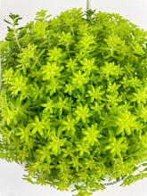 Load image into Gallery viewer, Bumble Plants Sedum Japonicum 'Tokyo Sun' (Tokyo Sun Stonecrop)