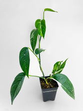 Load image into Gallery viewer, Bumble Plants Epipremnum Pinnatum Albo Variegated Cebu Blue