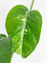 Load image into Gallery viewer, Bumble Plants Epipremnum Pinnatum Albo Variegated Cebu Blue