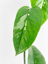 Load image into Gallery viewer, Bumble Plants Epipremnum Pinnatum Albo Variegated Cebu Blue
