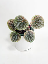 Load image into Gallery viewer, Bumble Plants Peperomia Caperata 'Abricos'