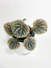Load image into Gallery viewer, Bumble Plants Peperomia Caperata 'Abricos'