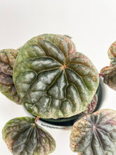 Load image into Gallery viewer, Bumble Plants Peperomia Caperata 'Abricos'