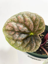 Load image into Gallery viewer, Bumble Plants Peperomia Caperata 'Abricos'