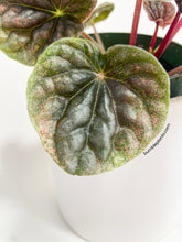 Load image into Gallery viewer, Bumble Plants Peperomia Caperata 'Abricos'