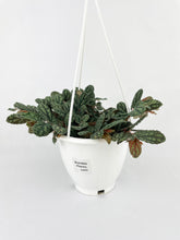 Load image into Gallery viewer, Bumble Plants Watermelon Begonia (Pellionia Pulchra)