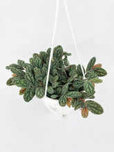 Load image into Gallery viewer, Bumble Plants Watermelon Begonia (Pellionia Pulchra)
