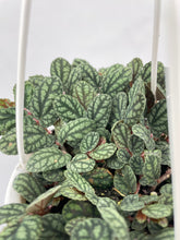 Load image into Gallery viewer, Bumble Plants Watermelon Begonia (Pellionia Pulchra)