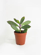 Load image into Gallery viewer, Bumble Plants Vertical Leaf Senecio Purple Succulent