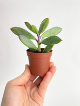 Load image into Gallery viewer, Bumble Plants Vertical Leaf Senecio Purple Succulent