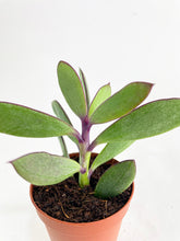 Load image into Gallery viewer, Bumble Plants Vertical Leaf Senecio Purple Succulent