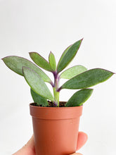 Load image into Gallery viewer, Bumble Plants Vertical Leaf Senecio Purple Succulent