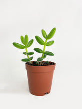 Load image into Gallery viewer, Bumble Plants Hedgehog Ice Plant Succulent