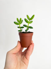 Load image into Gallery viewer, Bumble Plants Hedgehog Ice Plant Succulent