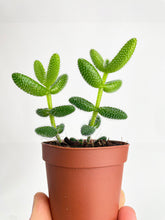 Load image into Gallery viewer, Bumble Plants Hedgehog Ice Plant Succulent