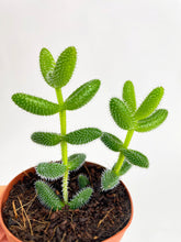 Load image into Gallery viewer, Bumble Plants Hedgehog Ice Plant Succulent