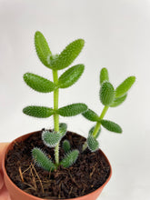 Load image into Gallery viewer, Bumble Plants Hedgehog Ice Plant Succulent