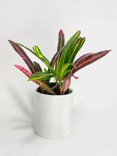 Load image into Gallery viewer, Bumble Plants Croton 'Mother and Daughter'