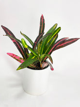 Load image into Gallery viewer, Bumble Plants Croton 'Mother and Daughter'