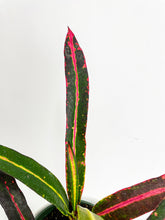 Load image into Gallery viewer, Bumble Plants Croton 'Mother and Daughter'
