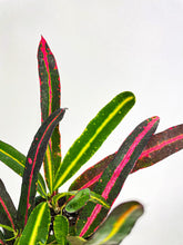 Load image into Gallery viewer, Bumble Plants Croton 'Mother and Daughter'