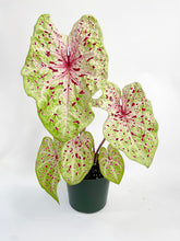 Load image into Gallery viewer, Bumble Plants Caladium Miss Muffet