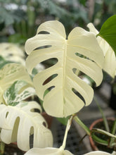 Load image into Gallery viewer, Bumble Plants Monstera Borsigiana Variegata Albo (Mature Mother Plant)