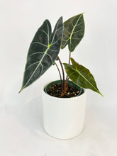Load image into Gallery viewer, Bumble Plants Alocasia Dragon Tooth Longiloba
