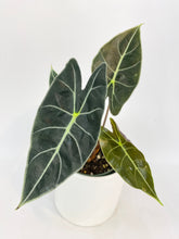 Load image into Gallery viewer, Bumble Plants Alocasia Dragon Tooth Longiloba