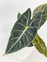 Load image into Gallery viewer, Bumble Plants Alocasia Dragon Tooth Longiloba