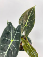 Load image into Gallery viewer, Bumble Plants Alocasia Dragon Tooth Longiloba