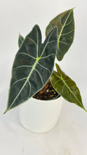 Load image into Gallery viewer, Bumble Plants Alocasia Dragon Tooth Longiloba