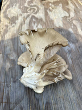 Load image into Gallery viewer, IMG_7240