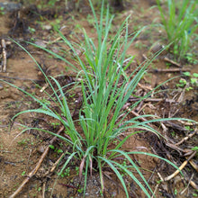 Load image into Gallery viewer, Drumstick Lemongrass - Burlap & Barrel